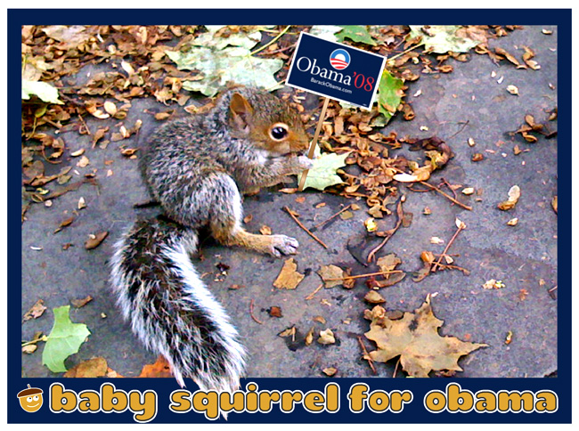 Baby Squirrel for Obama