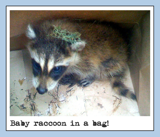 raccoon_1