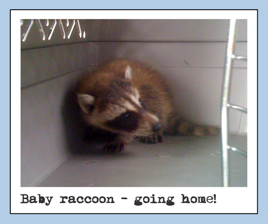 raccoon_3